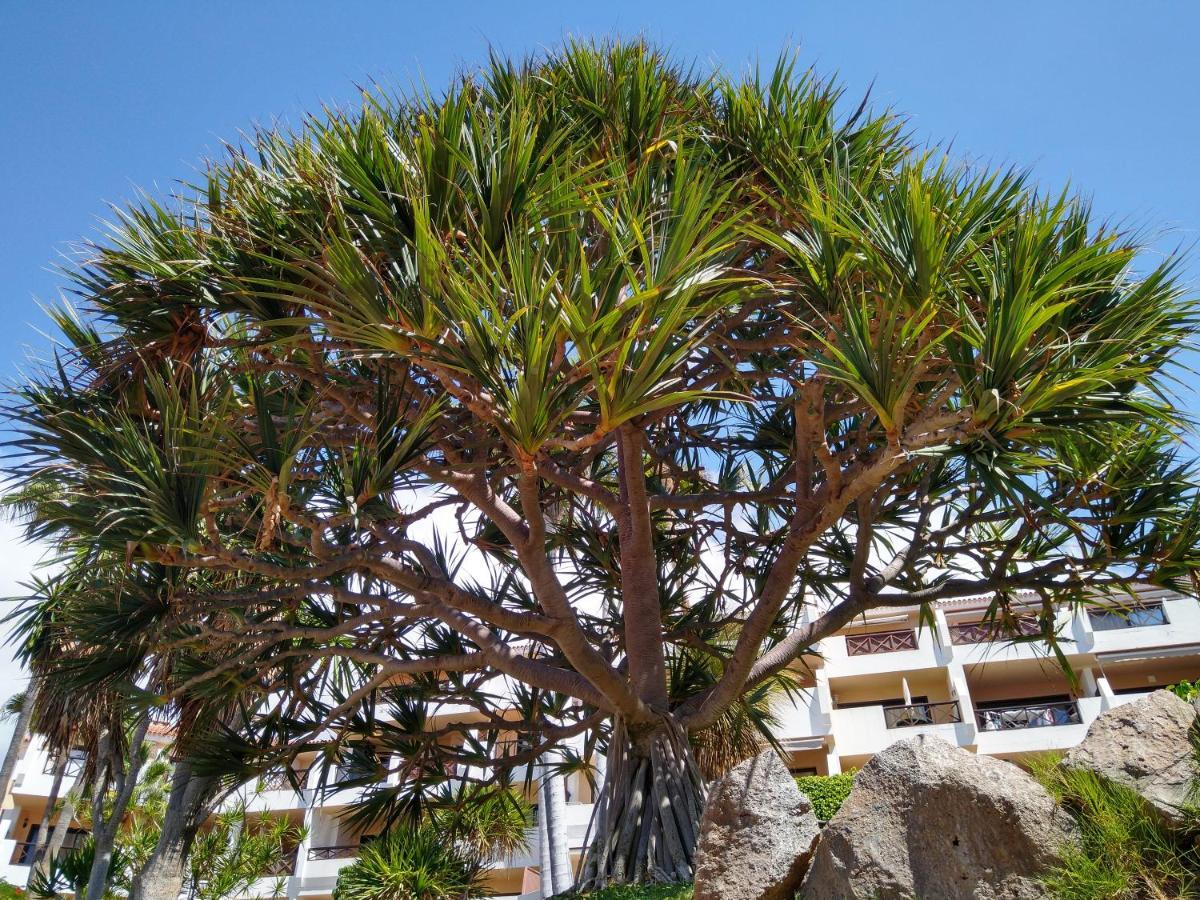 Apartment Forest Flat - Big Heated Pool, Terrace, Tv Channels, Golf Courses San Miguel de Abona